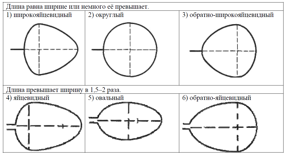 ВПР / Биология / 6 класс / 05 задание / 33 изображение 4