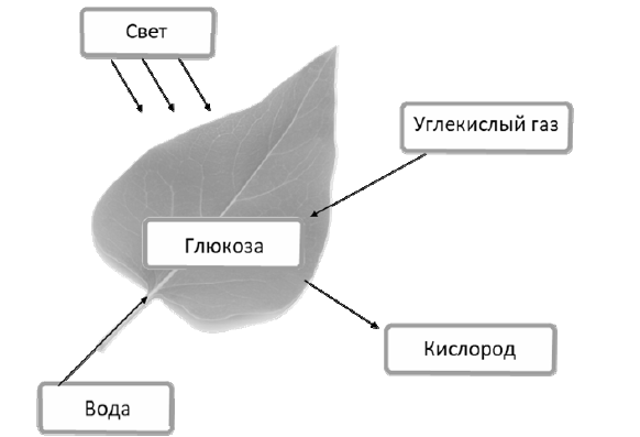 На представленном ниже рисунке ученик зафиксировал