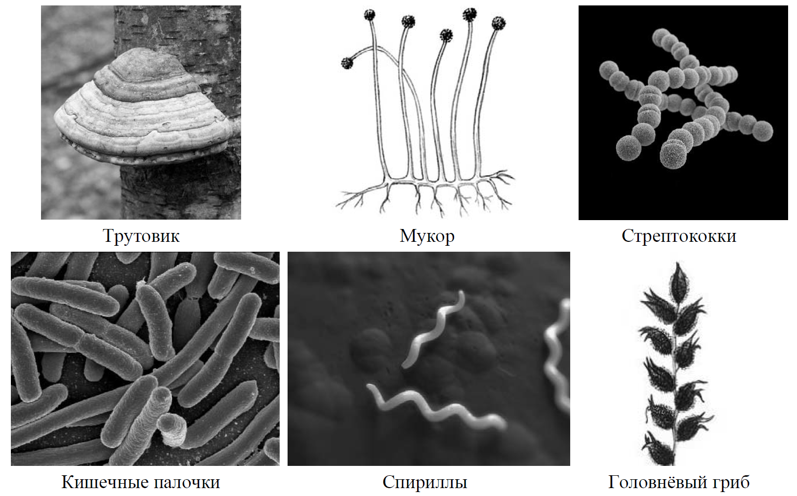 Рассмотрите изображение шести организмов впр