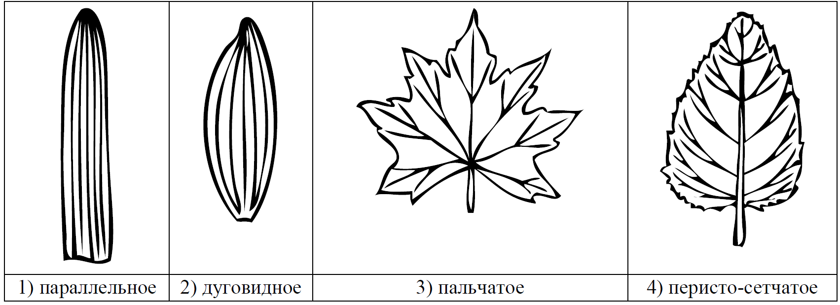Рисунки жилкование листьев. Параллельное жилкование листьев рисунок. Тип жилкования листа пальчатое. Пальчатое жилкование листа рисунок. Жилкование листа 1 параллельное 2 дуговидное 3 пальчатое 4 перистое.