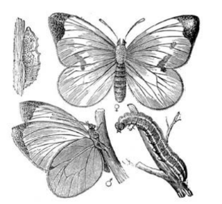 ЕГЭ / Биология / 20 задание (24) / 58 изображение 1