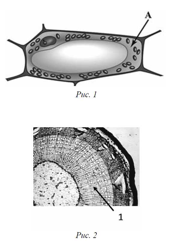Рисунок растительной клетки какая структура клетки обозначена на рисунке буквой а впр 6 класс