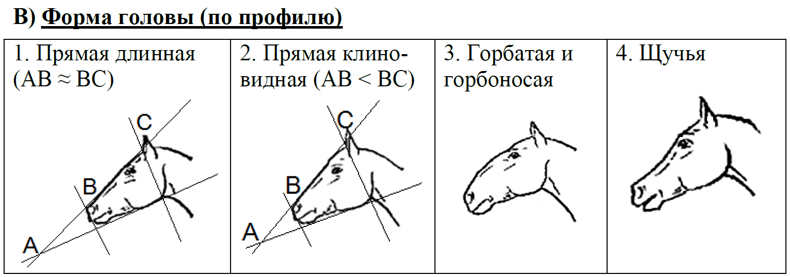 Огэ по биологии задания с картинками