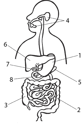 ЕГЭ / Биология / 13-14 задание / 02 изображение 1