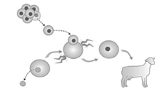 ЕГЭ / Биология / 01 задание (24) / 60 изображение 2