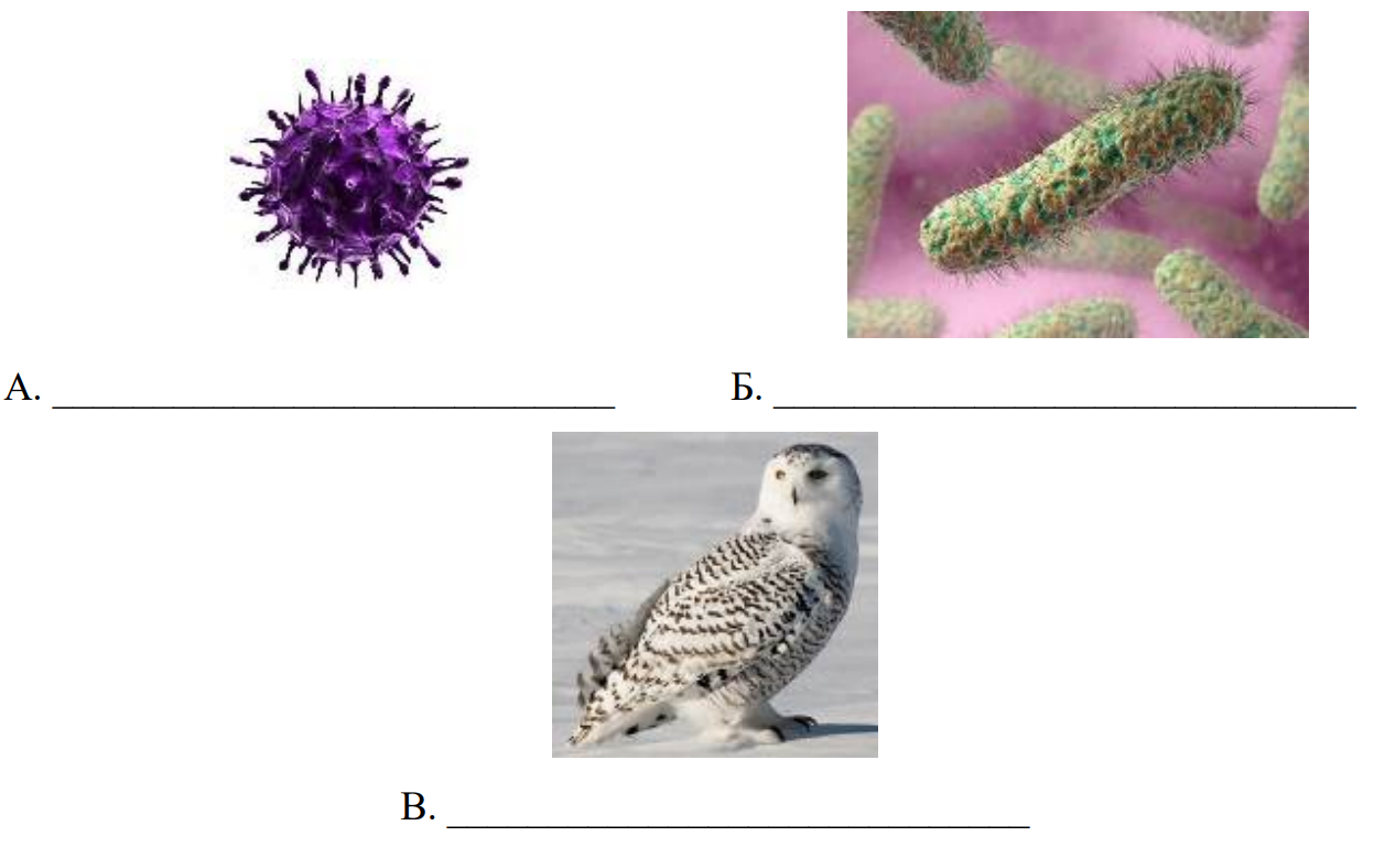 Биология 5 класс 2 из изображенных. Бактерии вирусы животные ВПР биология 5 класс. 2 Из изображенных на фотографиях объекта объединены общим признаком. Простейшие вирусы бактерии ВПР по биологии 5 класс. Знаки по биологии ВПР 5 класс с ответами.