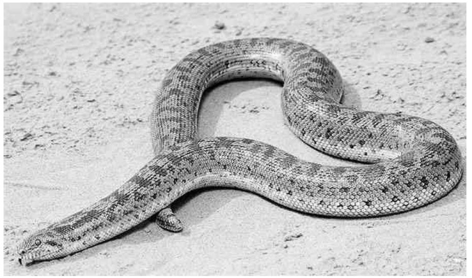 Какие отношения между змеей и кактусовым сычом. Змея указывает. Какую среду обитания освоили Песчаная змея. Какую среду обитания освоила змея.