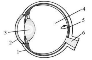 ОГЭ / Биология / 16 задание (24) / 38 изображение 1