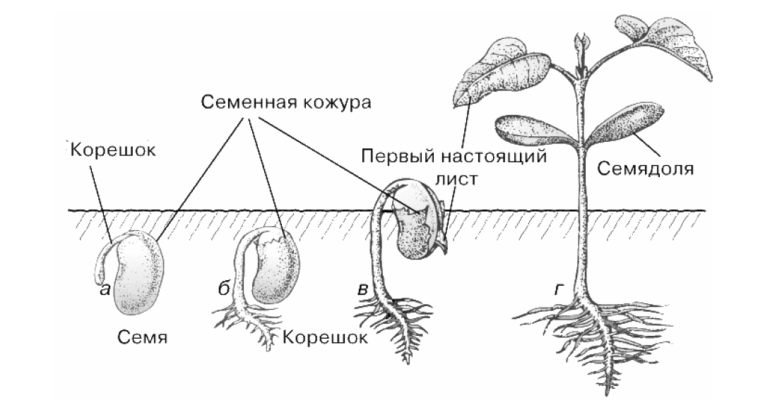 ВПР / Биология / 6 класс / 01 задание / 06 изображение 1