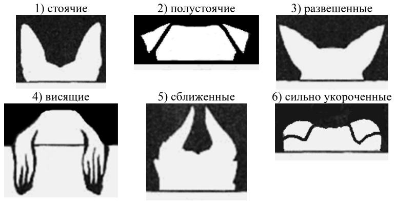 ОГЭ / Биология / 13 задание (24) / 52 изображение 4