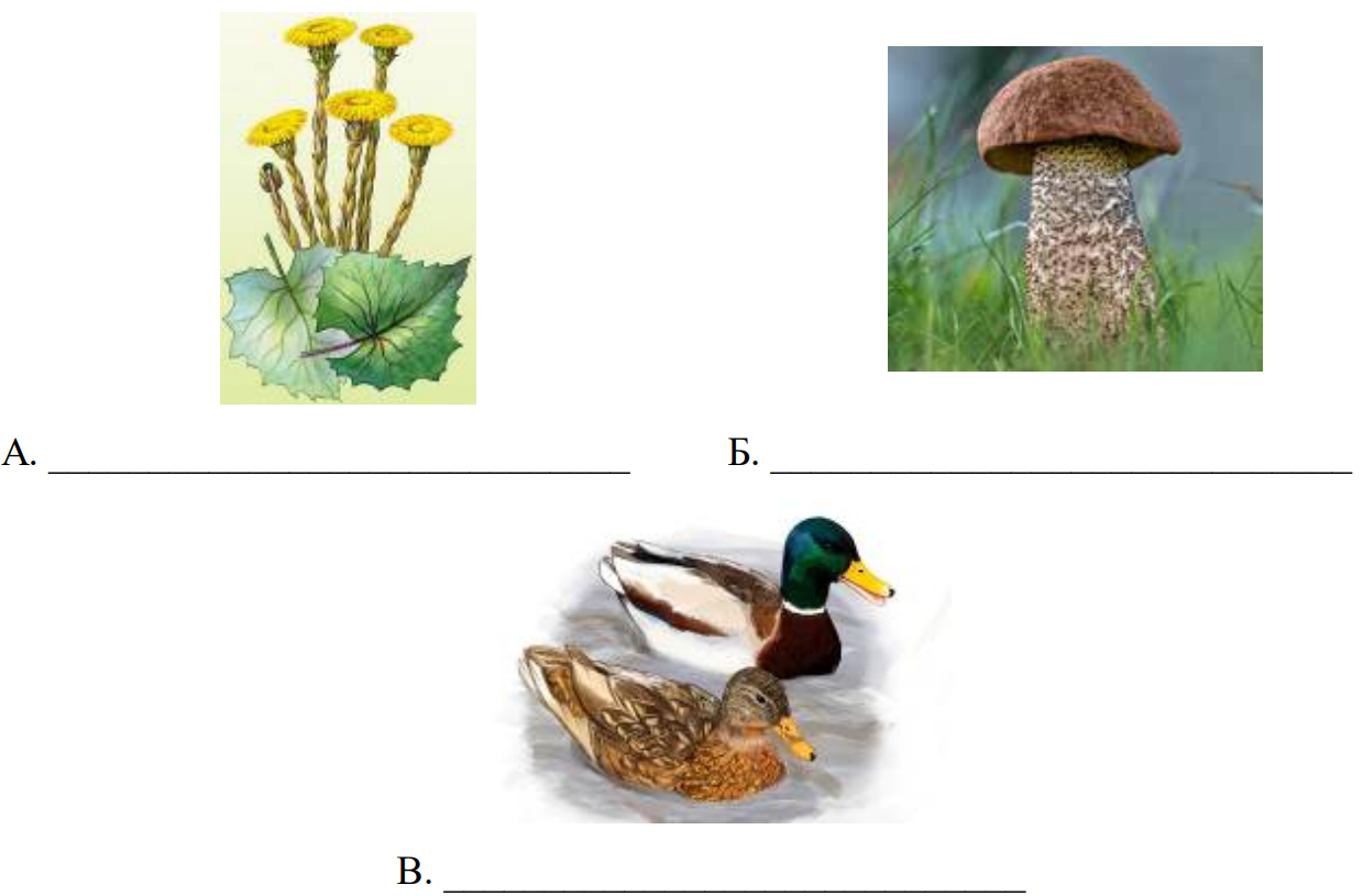 Рассмотрите фотографии с изображением представителей различных объектов природы впр ответы 5 класс