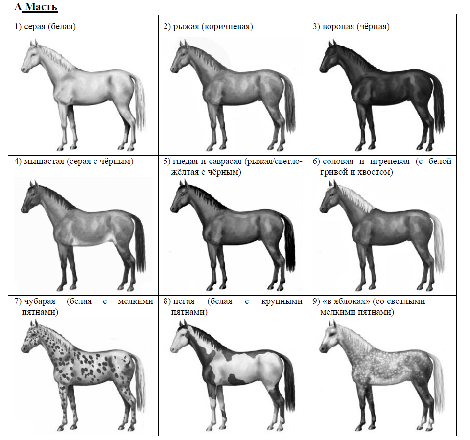 Рассмотрите фотографию черной лошади породы кабардинская. Американская миниатюрная лошадь. Масти лошадей. Стандарт породы американская миниатюрная лошадь. Голов масти лошадей.