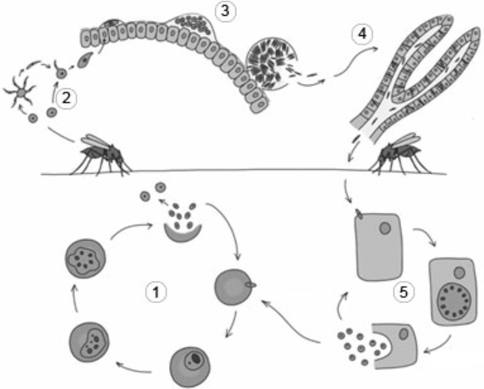 Какой цифрой обозначен на рисунке промежуточный хозяин малярийного плазмодия
