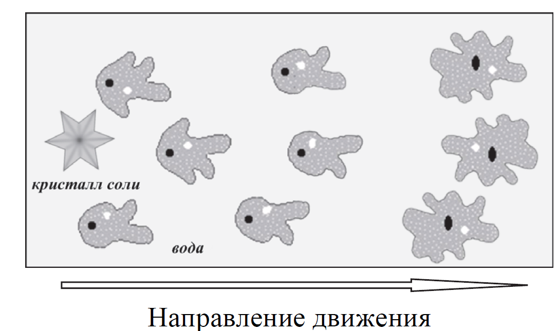Экспериментатор поместил кристалл соли в каплю воды с живыми амебами изображенном на рисунке