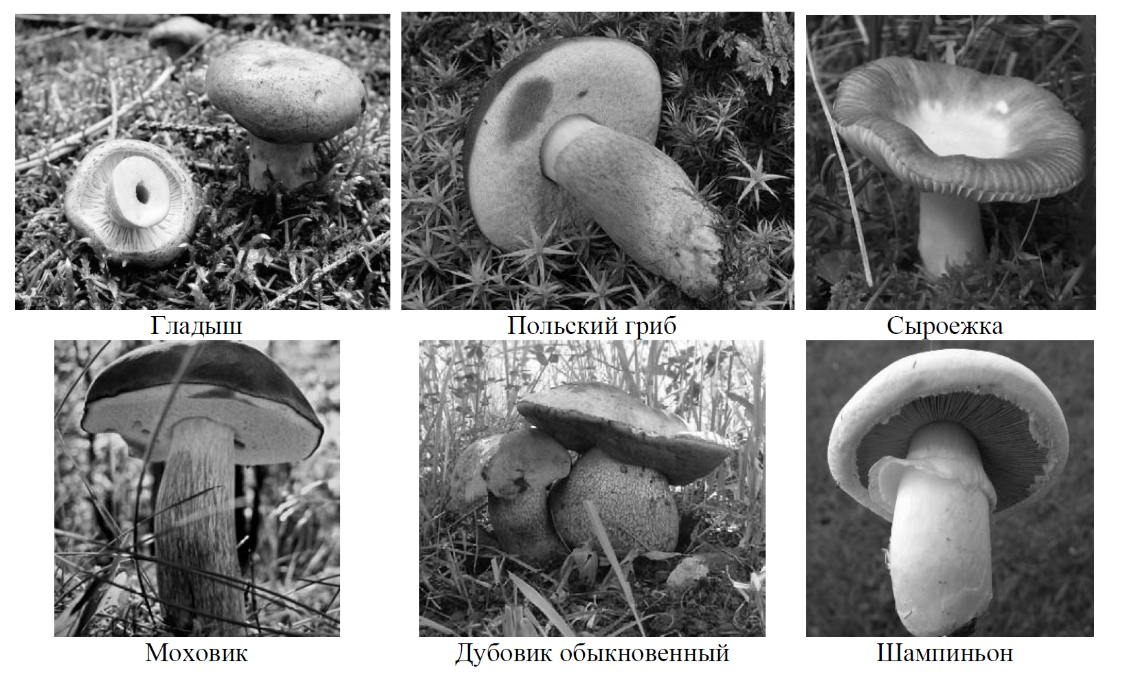 Какое название позволило разделить грибы. Рассмотрим фотографии узнай грибы и Подпиши их названия. Какое основание позволило разделить грибы 7 класс. 4. Рассмотри фотографии. Узнай грибы и Подпиши их названия..