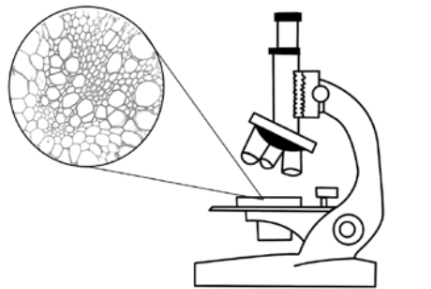 ЕГЭ / Биология / 01 задание (24) / 60 изображение 1