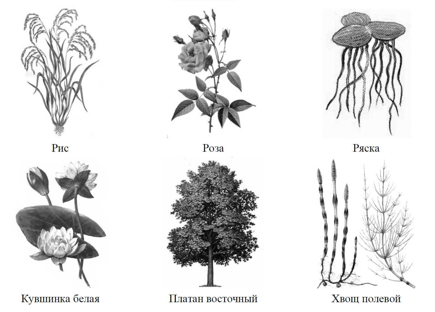 ВПР по биологии рисунок дерево.
