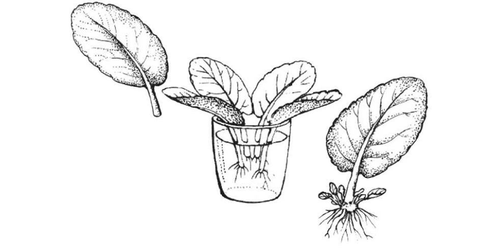 Рассмотри представленное на рисунке растение. Вегетативное размножение листовыми черенками. Вегетативное размножение комнатных растений. Фиалка узамбарская размножение вегетативное размножение. Сенполия размножение листовыми черенками.