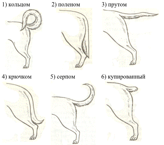 ОГЭ / Биология / 13 задание (24) / 52 изображение 5