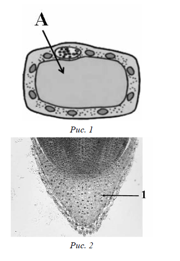 ВПР / Биология / 6 класс / 07 задание / 50
