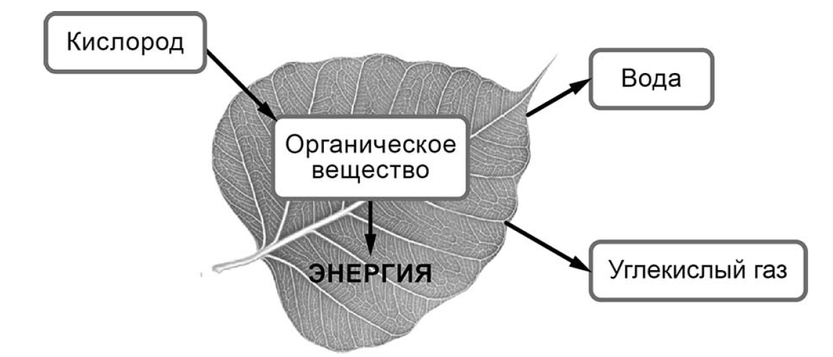 На представленном ниже рисунке ученик увидел один из процессов жизнедеятельности растений