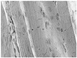 ЕГЭ / Биология / 15 задание / 111 изображение 1