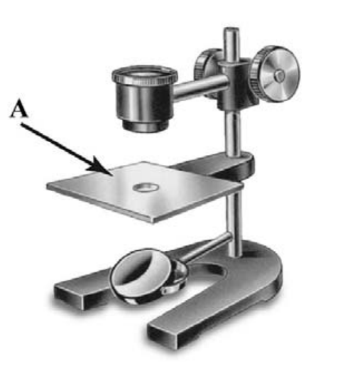 ВПР / Биология / 5 класс / 04 задание / 75