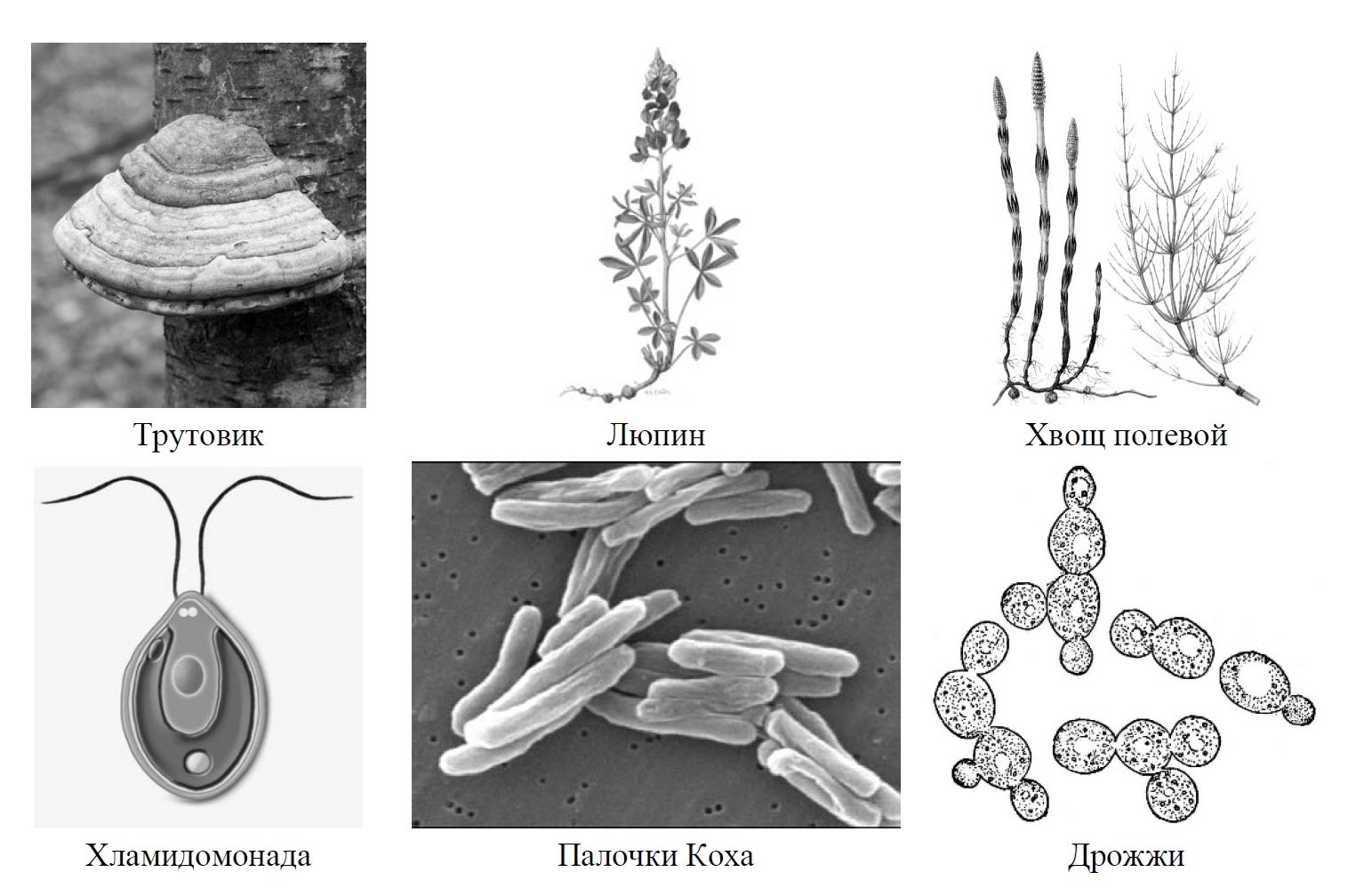 Рассмотрите изображение шести организмов впр по биологии