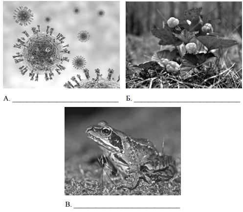 Животные выпадают из общего ряда. 2 Из изображенных на фотографиях объекта объединены общим признаком. 2 Из изображенных на фотографии. Растения, бактерии вирусы ВПР. 2 Из изображенных на фотографиях объекта.