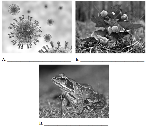 Рассмотрите фотографии с изображением представителей различных объектов природы подпишите их 5 класс
