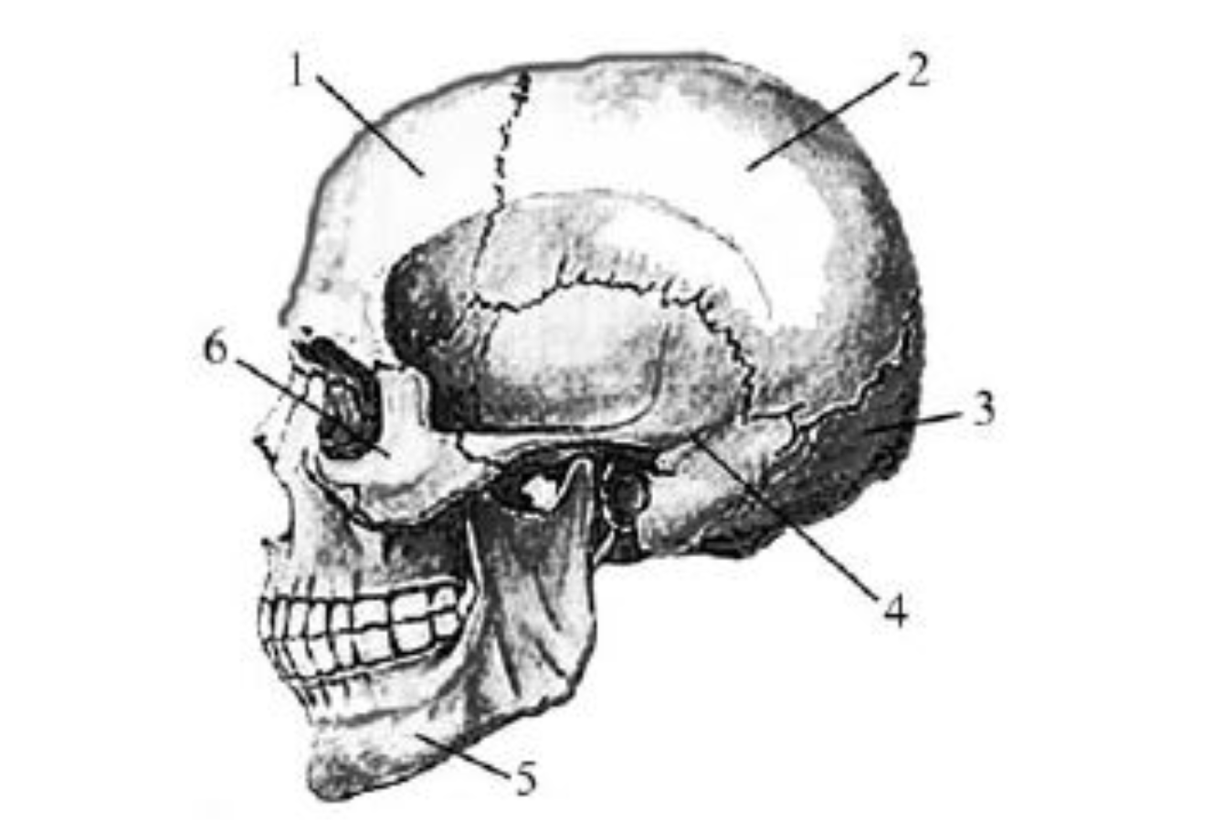 Скелет черепа биология. Рис 27 череп человека. Кости черепа ЕГЭ биология. Череп человека ЕГЭ биология. Строение черепа биология.