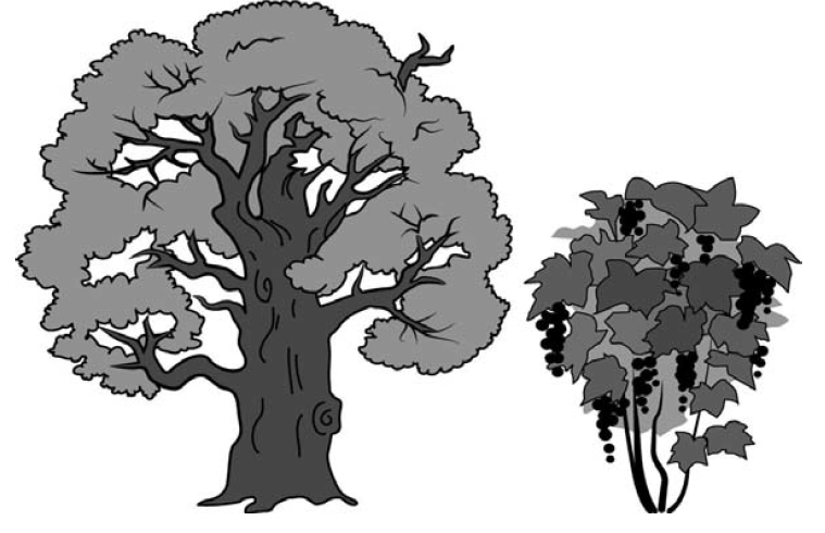 На рисунке изображены облепиха и дуб. Дерево игодразили. Куст рисунок. На рисунке изображены дерево и растущий рядом куст. На рисунке изображены дерево и растущий рядом куст высота.