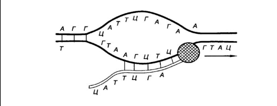 ЕГЭ / Биология / 01 задание (24) / 58 изображение 2