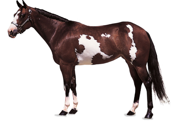 ОГЭ / Биология / 13 задание (24) / 47 изображение 1