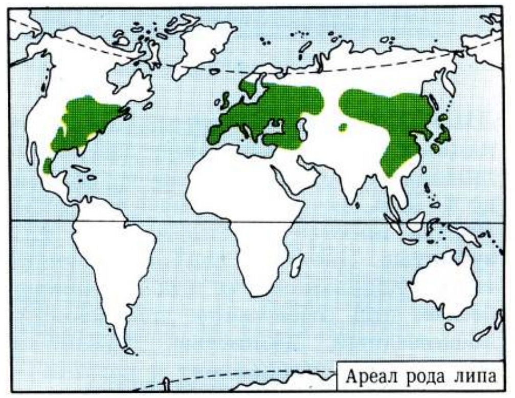 Липа мелколистная ареал распространения в России. Ареал произрастания липы в России. Липа сердцевидная ареал распространения. Липа Амурская ареал распространения.