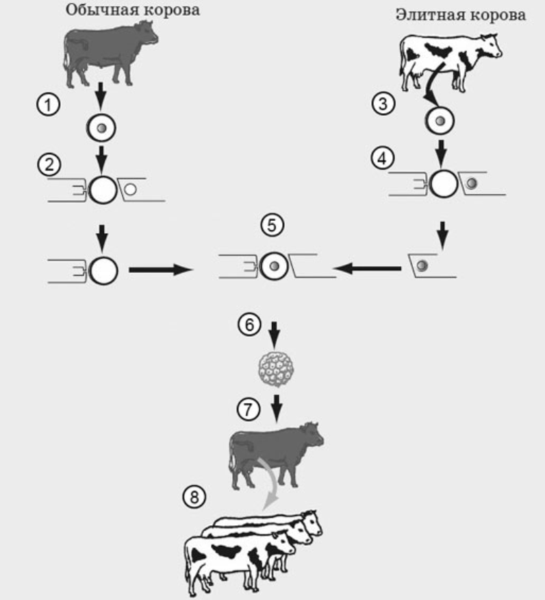 Чуи мы увидели двух коров егэ. Схема клонирования высокопродуктивной коровы. Схема генетического клонирования овцы Долли. Клонирование схема биология. Овца Долли на этапе клонирования.