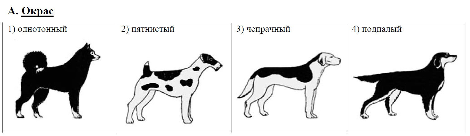Рассмотрите фотографию рыжей собаки выберите характеристики соответствующие внешнему