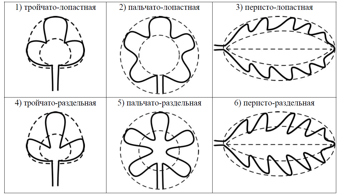 Форма листьев перисто-лопастная. Пальчато-лопастная форма листьев. Форма листовой пластинки пальчато-лопастная. Тройчато лопастной лист.