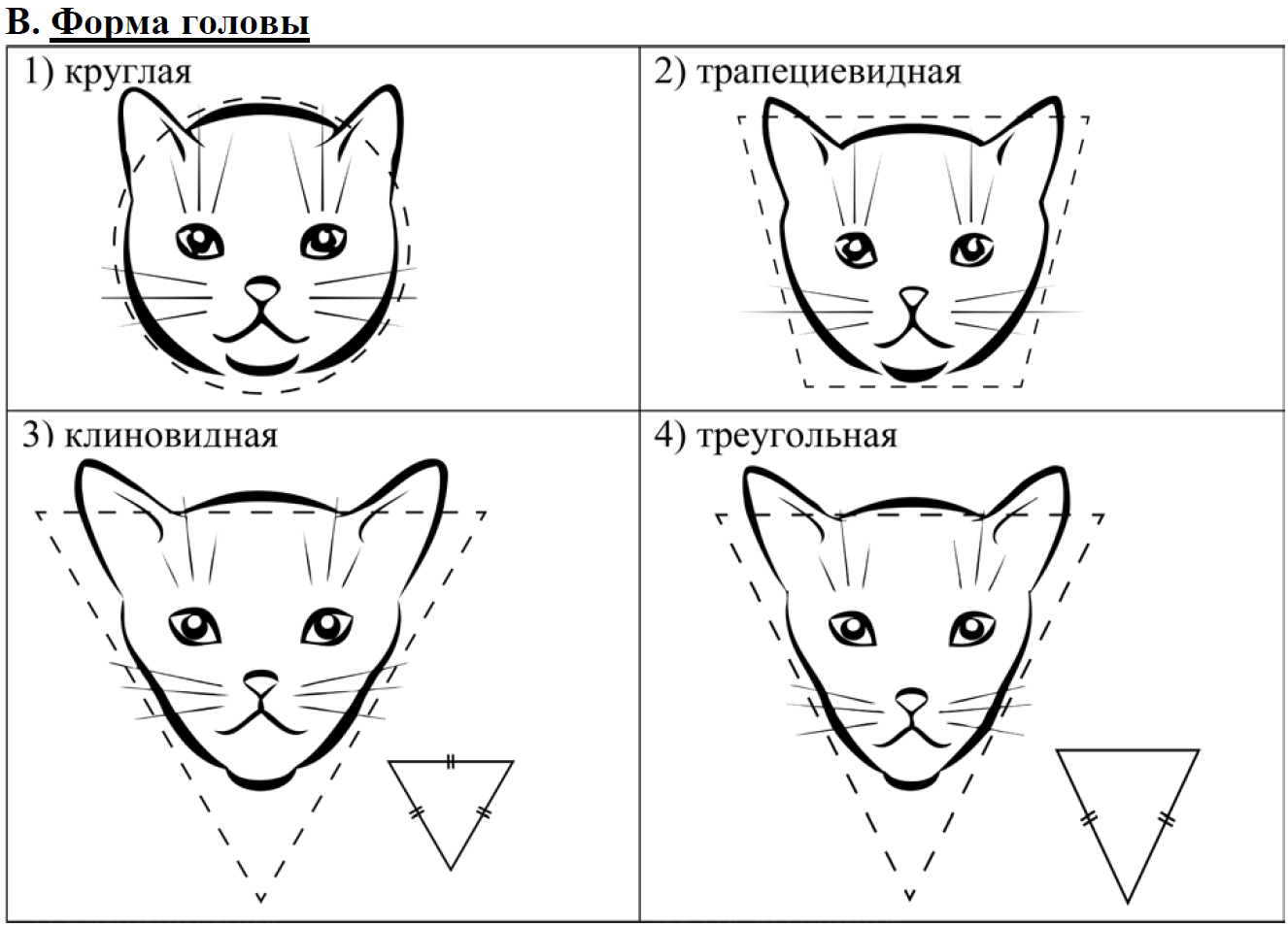 Трапециевидная голова кошки. Строение головы кошки. Форма морды кошки. Треугольная форма головы у кошек. Анатомия морды кошки.