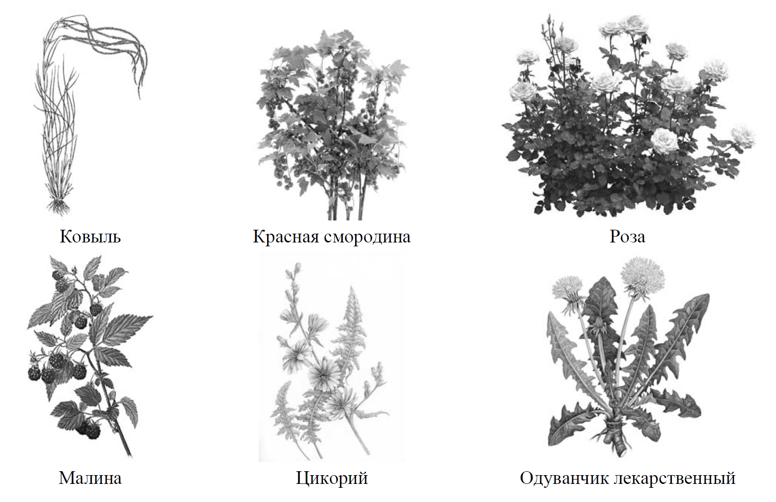 Рассмотрите изображение шести организмов предложите. ВПР по биологии 7 класс растения.