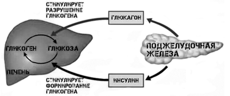ОГЭ / Биология / 01 задание (24) / 53 изображение 1