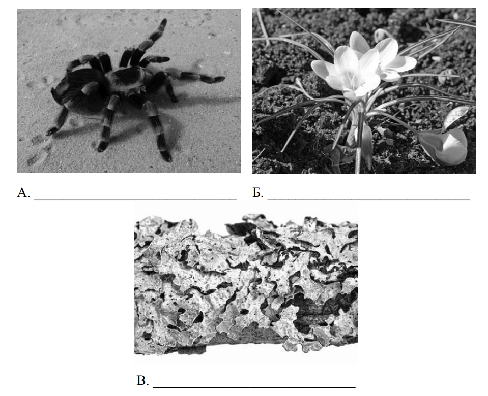 Рассмотрите фотографии с изображением представителей различных объектов природы впр