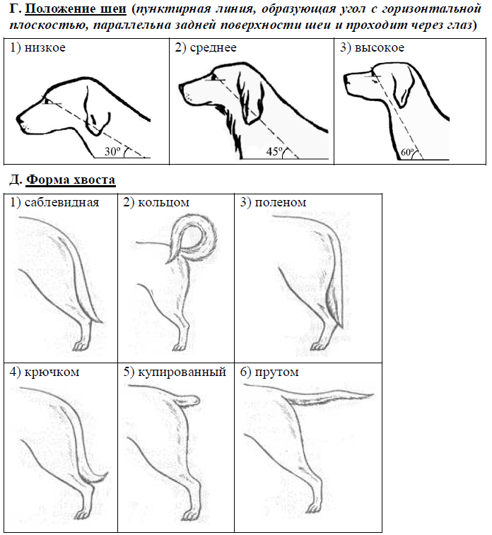 Вариант 13 биология огэ. Форма хвоста. Форма хвоста у собак. Саблевидная форма хвоста. Низкое положение шеи у собак.