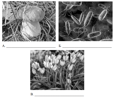Рассмотрите фотографии с изображением представителей различных объектов природы бактерии грибы