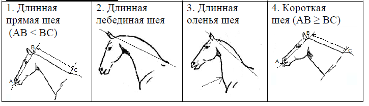 ОГЭ / Биология / 13 задание / 40 изображение 4