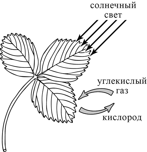 ВПР / Биология / 5 класс / 13 задание (25) / 01 изображение 1