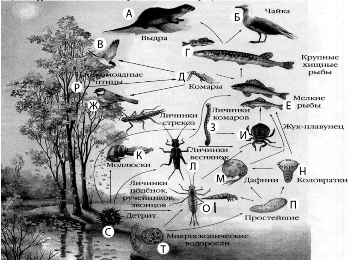 Изучите фрагмент экосистемы водоема представленный. Пищевая сеть по биологии. Пищевая сеть это в экологии. Экосистема задания. Пищевые цепи и сети.