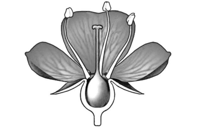 ВПР / Биология / 6 класс / 04 задание / 138 изображение 1