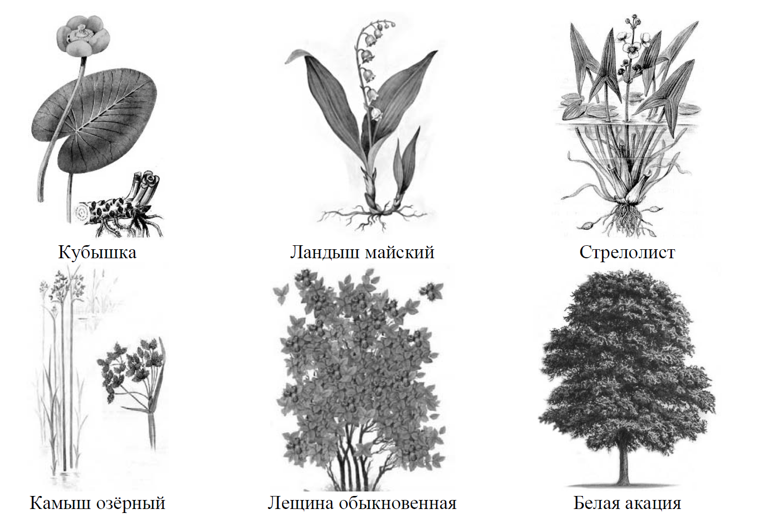 Впр по биологии 6 класс задание 9. Рассмотрите изображение растений. Листовка представитель растения.