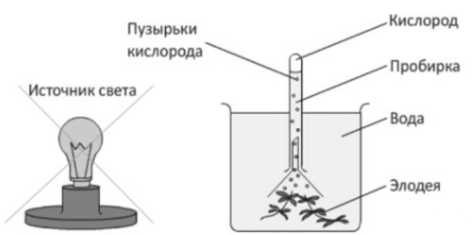 На рисунке изображен опыт экспериментатор поместил элодею. Опыт с элодеей. Опыт выделение кислорода растениями. Опыт с элодеей выделение кислорода. Удаленный источник света